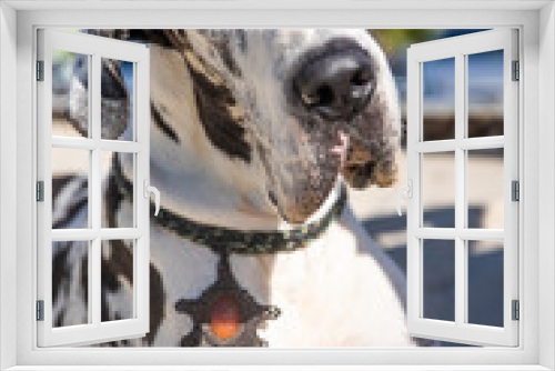 Fototapeta Naklejka Na Ścianę Okno 3D - great dane dog