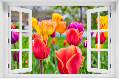 Fototapeta Naklejka Na Ścianę Okno 3D - Spring tulips up close with all colors