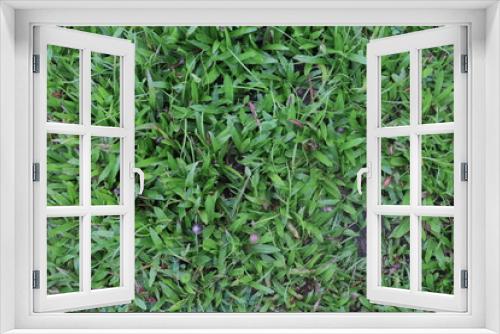 Fototapeta Naklejka Na Ścianę Okno 3D - grasses three different types of lush green lawn