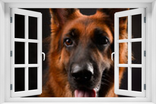 Fototapeta Naklejka Na Ścianę Okno 3D - Li Li the Dog