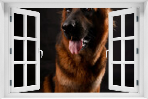 Fototapeta Naklejka Na Ścianę Okno 3D - Li Li the Dog