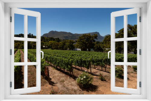Fototapeta Naklejka Na Ścianę Okno 3D - Constantia, Cape Peninsula, South Africa. 2022.  Vines with a backdrop of the eastern side of Table Mountain at Groot Constantia close to Cape Town, South Africa.