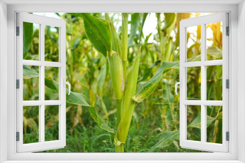 Fototapeta Naklejka Na Ścianę Okno 3D - Corn field close up. Selective focus.Green Maize Corn Field Plantation in Summer Agricultural Season.