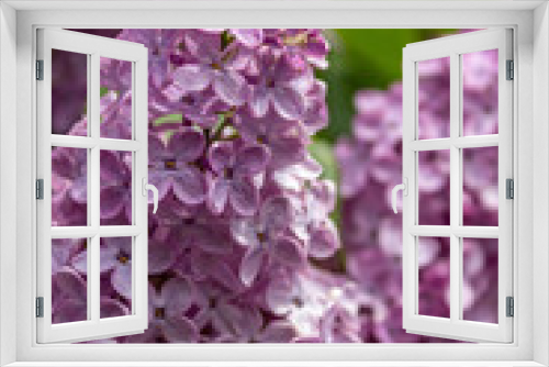 Fototapeta Naklejka Na Ścianę Okno 3D - lilac on a branch in the garden