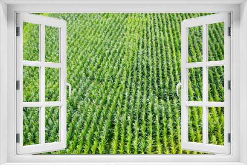 Fototapeta Naklejka Na Ścianę Okno 3D - Field with corn planted in rows. Top view of green leafy plants.