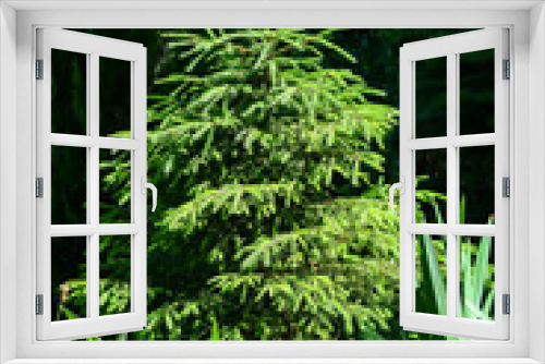Fototapeta Naklejka Na Ścianę Okno 3D - Green spruce and wicker fence in the natural park