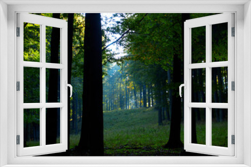 Fototapeta Naklejka Na Ścianę Okno 3D - trees