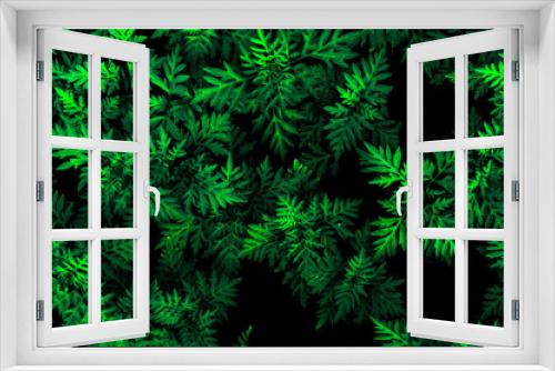 Fototapeta Naklejka Na Ścianę Okno 3D - tropical leaves, abstract green leaves texture, nature background