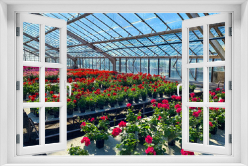 Fototapeta Naklejka Na Ścianę Okno 3D - Garden greenhouse. Agribusiness. Beautiful flowers