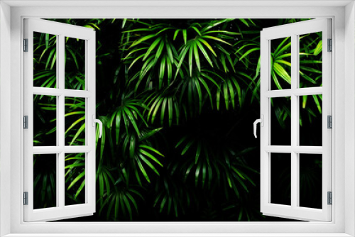 Fototapeta Naklejka Na Ścianę Okno 3D - Vertical garden with tropical green leaf, contrast