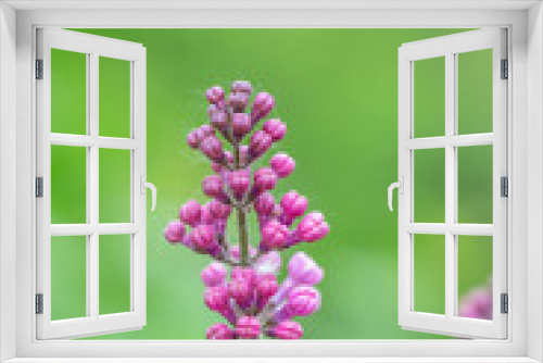 Fototapeta Naklejka Na Ścianę Okno 3D - Blooming pink flowers of Astilbe macro photography on a summer day. Tall flowering plant of false spirea with small pink bud close-up photo in summer.