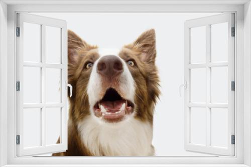 Fototapeta Naklejka Na Ścianę Okno 3D - Portraut surprised border collie dog. Isolated on white background