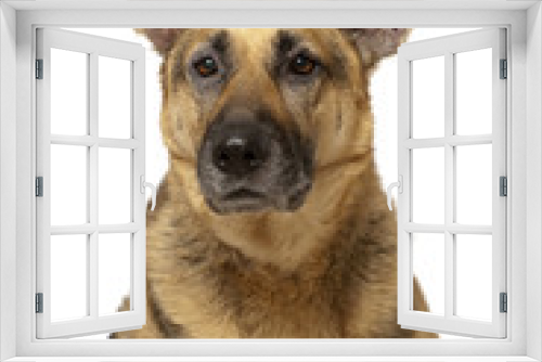 Fototapeta Naklejka Na Ścianę Okno 3D - German shepherd dog - Deutscher Schäferhund