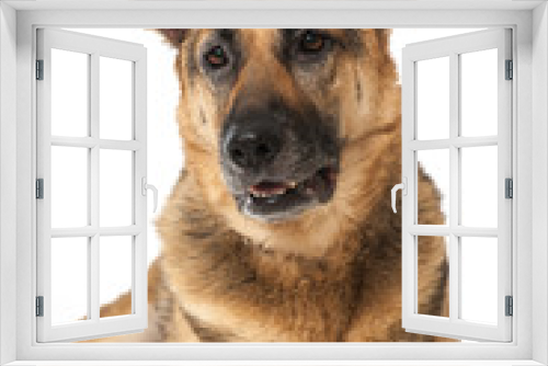 Fototapeta Naklejka Na Ścianę Okno 3D - German shepherd dog - Deutscher Schäferhund