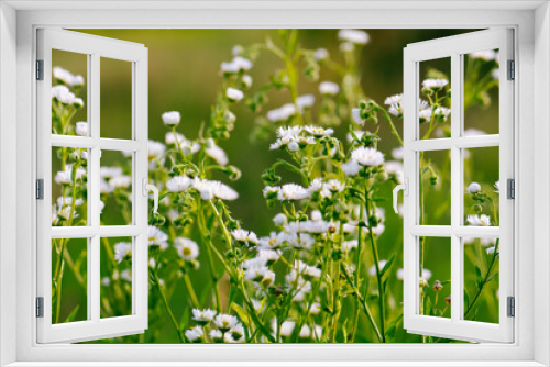 Fototapeta Naklejka Na Ścianę Okno 3D - flowers in the grass