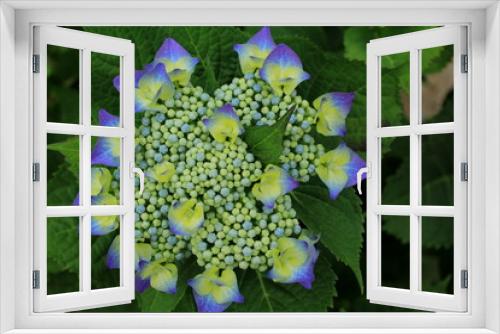 Fototapeta Naklejka Na Ścianę Okno 3D - アジサイの花の接写、
