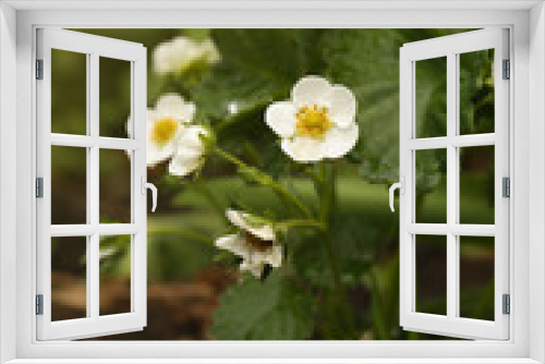 Fototapeta Naklejka Na Ścianę Okno 3D - Beautiful strawberry plant with white flowers growing outdoors, closeup