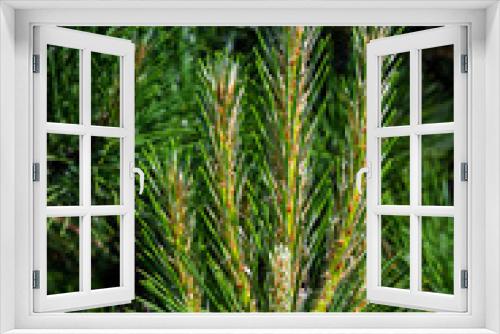 Fototapeta Naklejka Na Ścianę Okno 3D - Pine tree brunch with young green sprouts. Close up. Perfect for bacground.