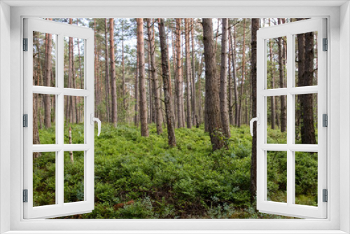 Fototapeta Naklejka Na Ścianę Okno 3D - Natural, dark forest, dense thickets and overgrown ground, a nature reserve and a wonderful natural forest. The atmosphere of mystery and beauty