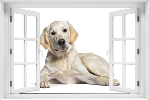 Fototapeta Naklejka Na Ścianę Okno 3D - Lying down Golden Retriever dog looking at camera, isolated on white