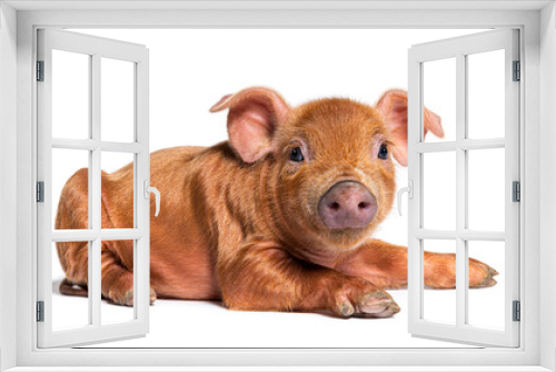 Fototapeta Naklejka Na Ścianę Okno 3D - Young pig lying down looking at the camera(mixedbreed), isolated
