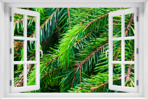 Fototapeta Naklejka Na Ścianę Okno 3D - green spruce twigs macro shot. background or texture