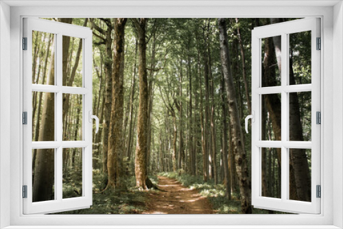 Fototapeta Naklejka Na Ścianę Okno 3D - Dark forest at dawn - gloomy view, mysterious atmosphere, mysterious beautiful forest at sunrise, mystery, depression, fear and dark climate, a path in the middle
