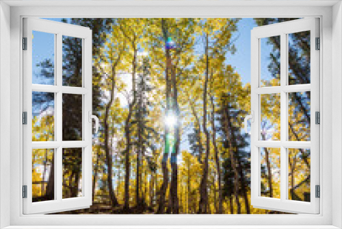 Fototapeta Naklejka Na Ścianę Okno 3D - Fall in the boreal forest of Canada with yellow colored trees and blue sky background. Birch, spruce, pine trees. 