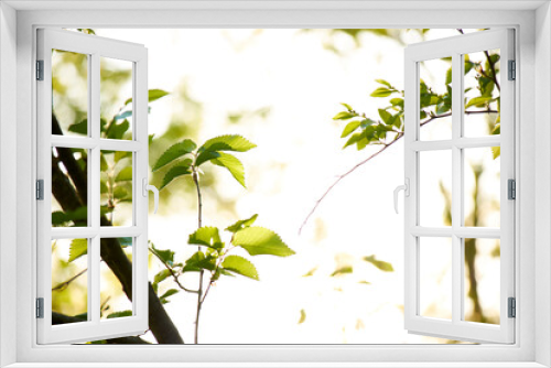 Fototapeta Naklejka Na Ścianę Okno 3D -     Nature Wood Sunlight Background, sunny tree