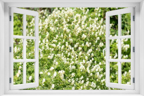Fototapeta Naklejka Na Ścianę Okno 3D - Close up of pale corydalis (pseudofumaria alba) flowers in bloom