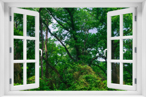 Fototapeta Naklejka Na Ścianę Okno 3D - subtropical liana forest in the delta of the Samur River