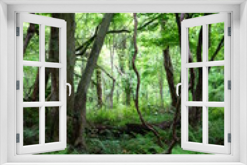 Fototapeta Naklejka Na Ścianę Okno 3D - old trees and vines and fern in spring forest