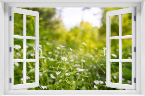 Fototapeta Naklejka Na Ścianę Okno 3D - nature spring grass background texture.