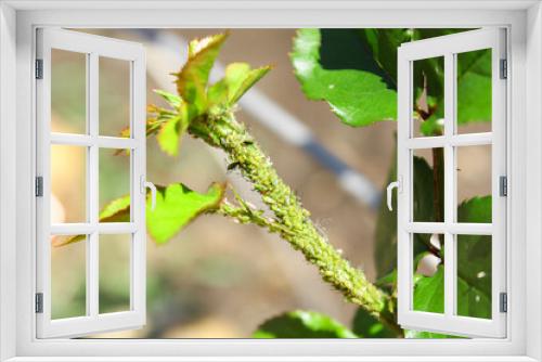 Fototapeta Naklejka Na Ścianę Okno 3D - Aphids on rosebuds. aphid colony on a rose