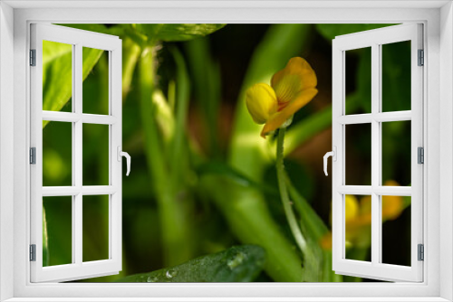 Fototapeta Naklejka Na Ścianę Okno 3D - Peanut plant, thin green leaves, yellow flowers, on a sunny morning