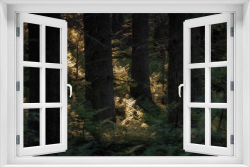 Fototapeta Naklejka Na Ścianę Okno 3D - rays of sun in a dark summer forest with old firs and ferns,