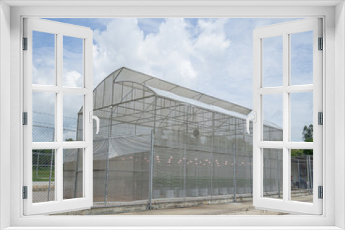 Fototapeta Naklejka Na Ścianę Okno 3D - Commercial cannabis business. Large indoor marijuana commercial growing operation in the greenhouse
