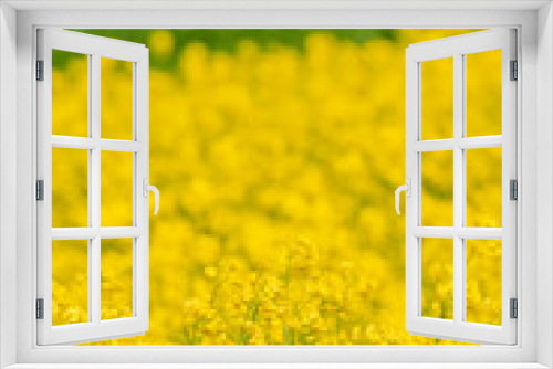 Fototapeta Naklejka Na Ścianę Okno 3D - 黄色い花が美しい菜の花