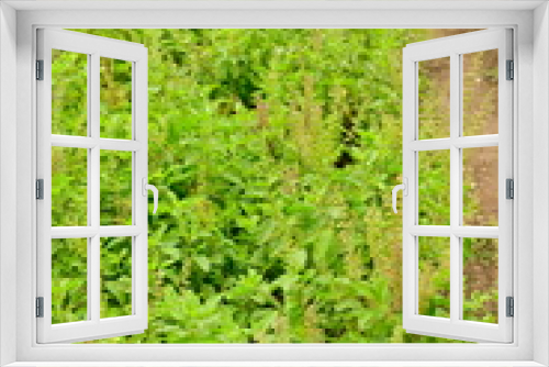 Fototapeta Naklejka Na Ścianę Okno 3D - Basil trees are grown in organic farms. Scientific name: Ocimum sanctum. Basil is a popular herb with a spicy flavor. And many properties. Leaves is many properties can extract essential oils or tea
