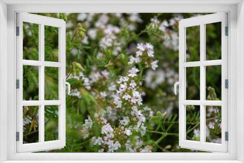 Fototapeta Naklejka Na Ścianę Okno 3D - Fragrant flowering thyme. Herb garden	