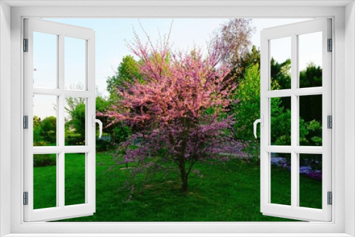 Fototapeta Naklejka Na Ścianę Okno 3D - Judaszowiec kwitnące drzewo 