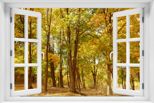 Fototapeta Naklejka Na Ścianę Okno 3D - Autumn park with the yellow trees in sunny weather.