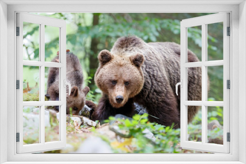 Fototapeta Naklejka Na Ścianę Okno 3D - Wild brown bear mother with her cubs walking and searching for food in the forest and mountains of the Notranjska region in Slovenia