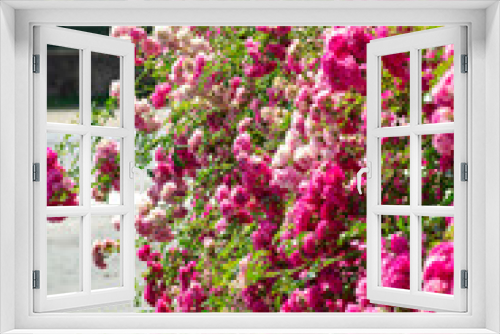 Fototapeta Naklejka Na Ścianę Okno 3D - arbres rosiers en fleurs