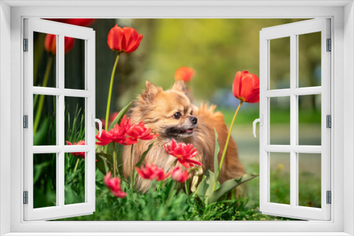 Fototapeta Naklejka Na Ścianę Okno 3D - Pies rasy pomeranian stoi w ogrodzie 