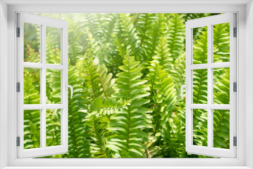 Fototapeta Naklejka Na Ścianę Okno 3D - Fern leafs in tropical rainforest.