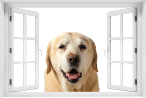 Fototapeta Naklejka Na Ścianę Okno 3D - Cute old labrador retriever dog(9 years) looking at camera isolated on white background. Full-face view, copy space.