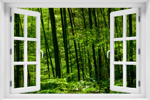 Fototapeta Naklejka Na Ścianę Okno 3D - national forest, fresh, green, bamboo forest, bamboo