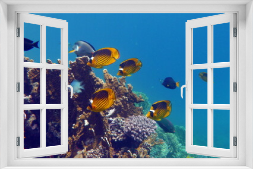Fototapeta Naklejka Na Ścianę Okno 3D - Beautiful fish on the Red Sea reef.