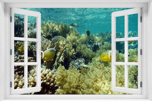 Fototapeta Naklejka Na Ścianę Okno 3D - Beautiful coral reefs of the Red Sea.
